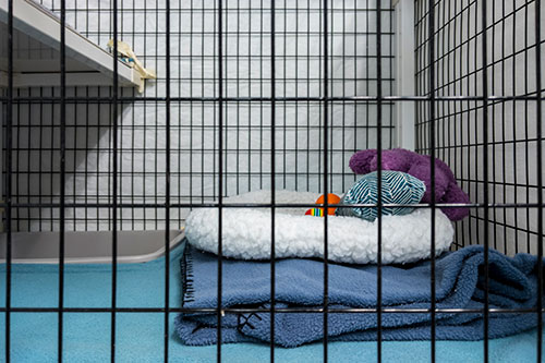 Showcase your Animal Boarding business to local Calgary area customers.