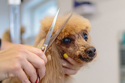 Showcase your Animal Grooming business to local Calgary area customers.