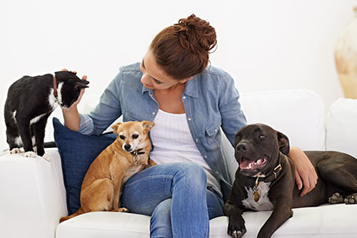 Showcase your Pet Sitting business to local Calgary area customers.