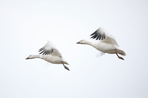 Showcasea your travel services to local Calgary residents and businesses.